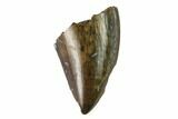 Partial Tyrannosaur Tooth - Judith River Formation #133482-1